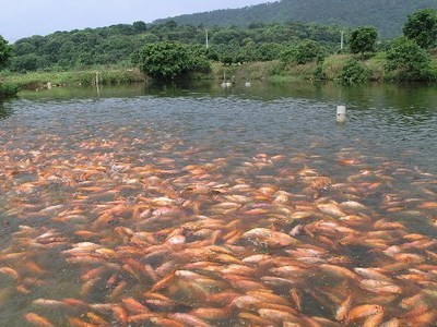 如金菌魚蝦混養(yǎng)