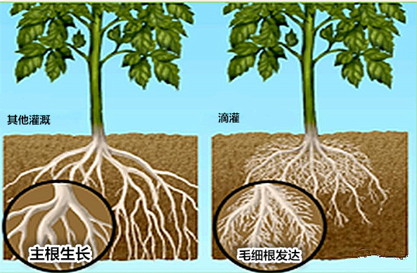 作物科學(xué)養(yǎng)根護(hù)根有新招